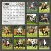 BACK COVER STALLIONS CALENDAR 2010